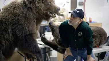 Un chameau en Alaska