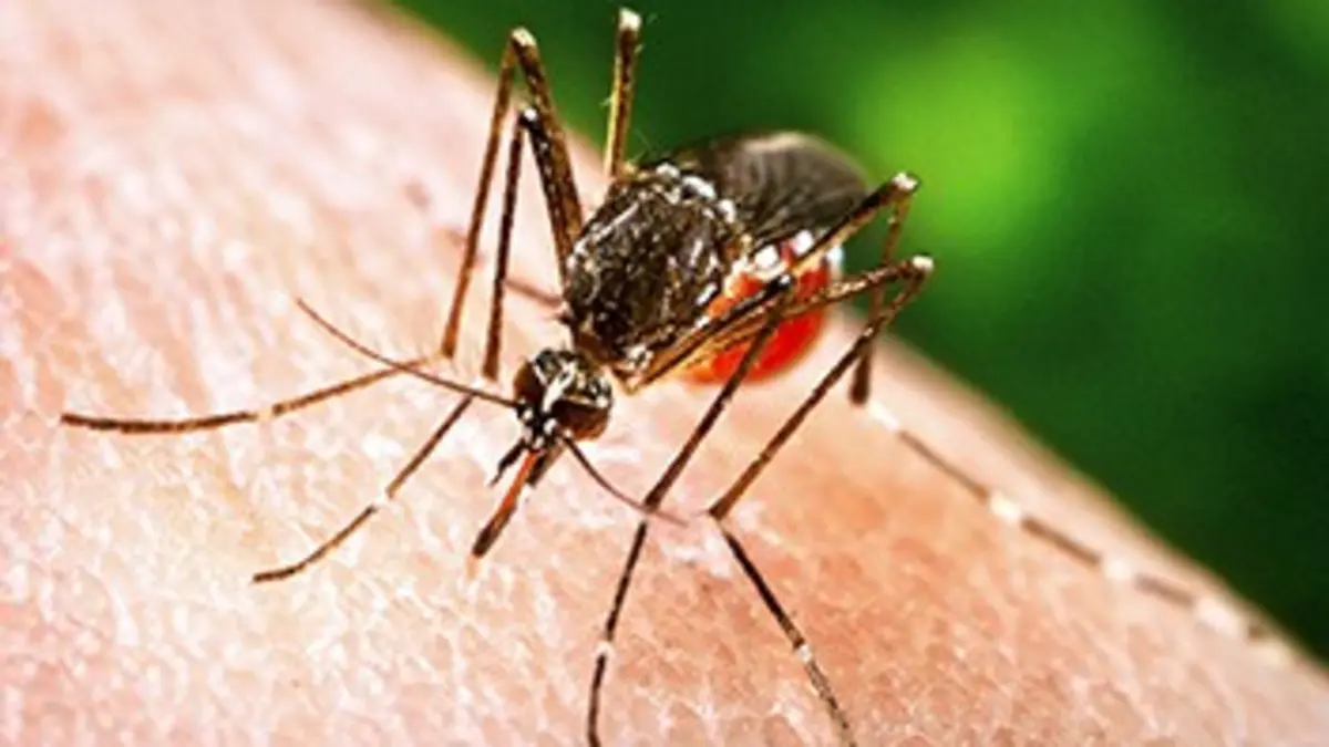 Moustiques : la grande invazzzion !