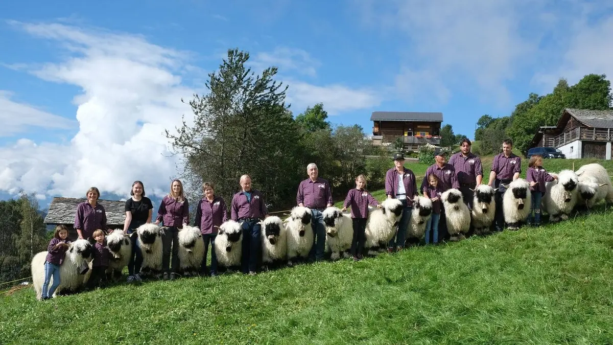 Moutons blancs, nez noirs : les chouchous du Valais