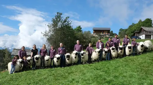 Moutons blancs, nez noirs : les chouchous du Valais