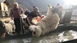 Moutons blancs, nez noirs : les chouchous du Valais