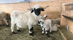 Moutons blancs, nez noirs : les chouchous du Valais