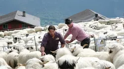 Moutons blancs, nez noirs : les chouchous du Valais