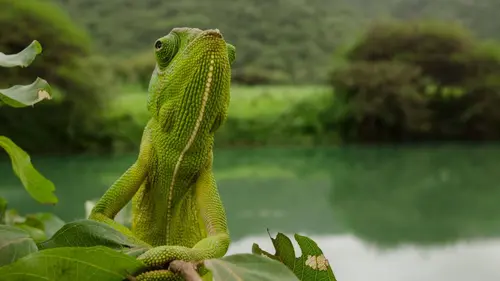 Moyen Orient L'Arabie à l'état sauvage