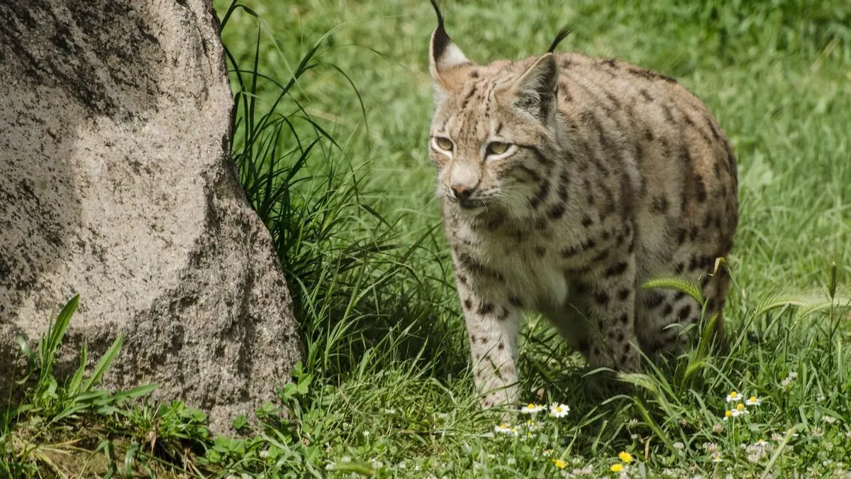 Moyen Orient Turquie sauvage