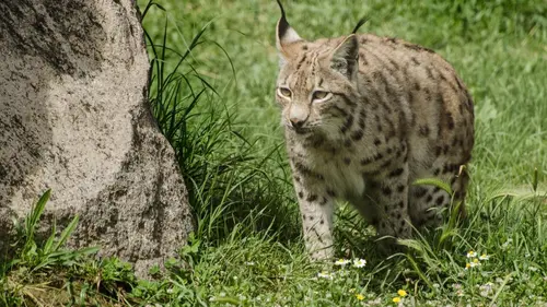 Moyen Orient Turquie sauvage