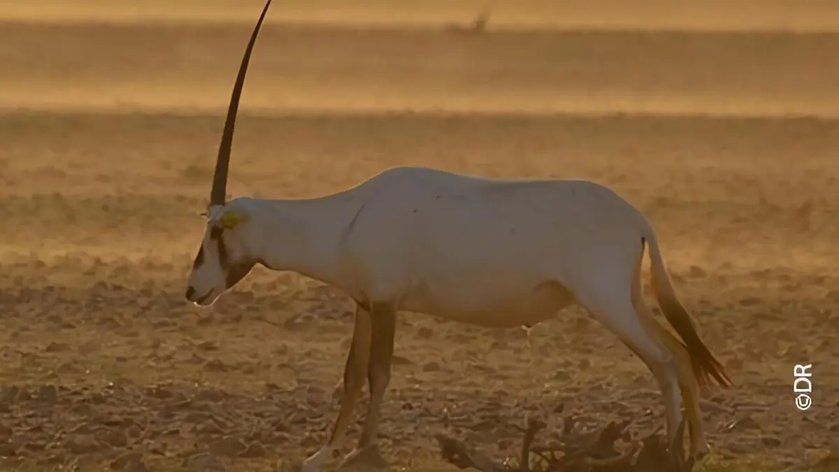 Moyen Orient L'Arabie à l'état sauvage