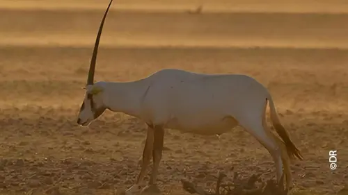 Moyen Orient L'Arabie à l'état sauvage