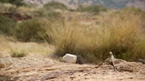 Moyen Orient Jordanie sauvage