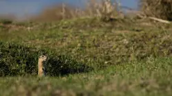 Moyen Orient Turquie sauvage