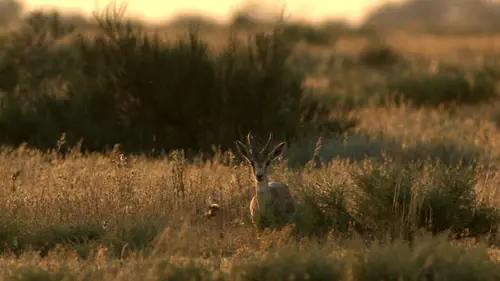 Moyen Orient Au bord de la mer Caspienne