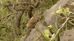 Moyen Orient L'Arabie à l'état sauvage