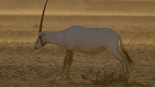 Moyen Orient Turquie sauvage