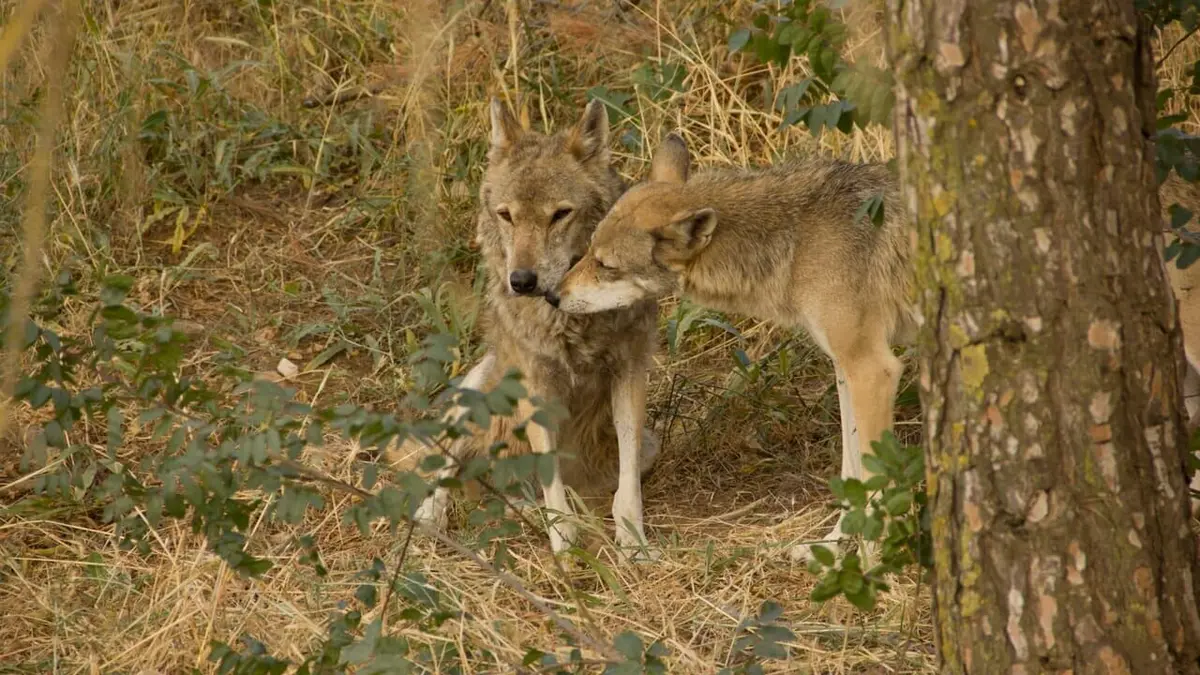 Moyen Orient Jordanie sauvage