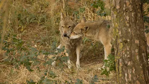 Moyen Orient Jordanie sauvage