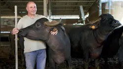 Mozzarella : le fromage de la souffrance