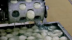 Mozzarella : le fromage de la souffrance