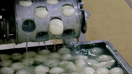 Mozzarella : le fromage de la souffrance