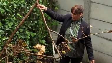 Niet zo populier - schiedam