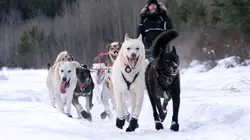 Musher, l'appel de l'Alaska
