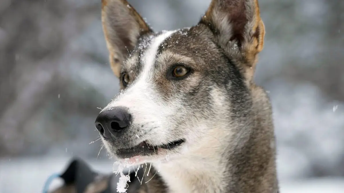 Musher, l'appel de l'Alaska