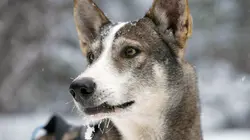 Musher, l'appel de l'Alaska