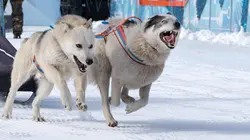 Mushers, la grande odyssée Savoie Mont-Blanc