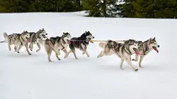 Mushers, la grande odyssée Savoie Mont-Blanc