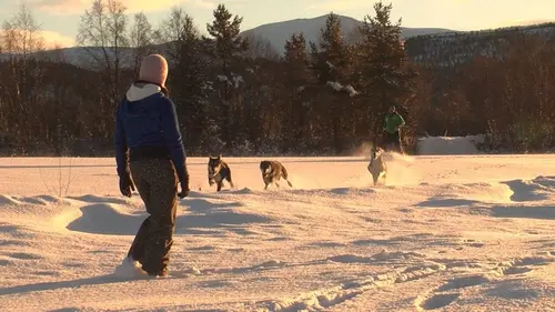 Mushers, la grande odyssée Savoie Mont-Blanc