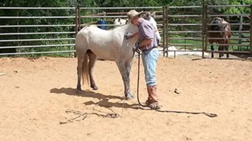 Mustang Millionnaire E02