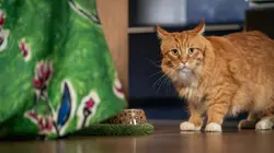 My Life is Murder S04E01 Coloration mortelle