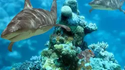 Visuel de Mystère des requins
