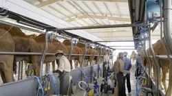 Mystérieuse Arabie Les Emirats arabes unis