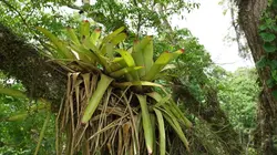 Mystérieuse planète Brésil, la forêt oubliée