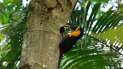 Mystérieuse planète Brésil, la forêt oubliée
