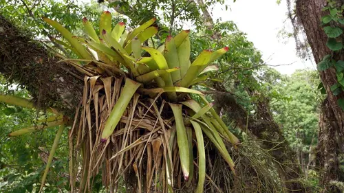 Mystérieuse planète Ethiopie : le toit de l'Afrique