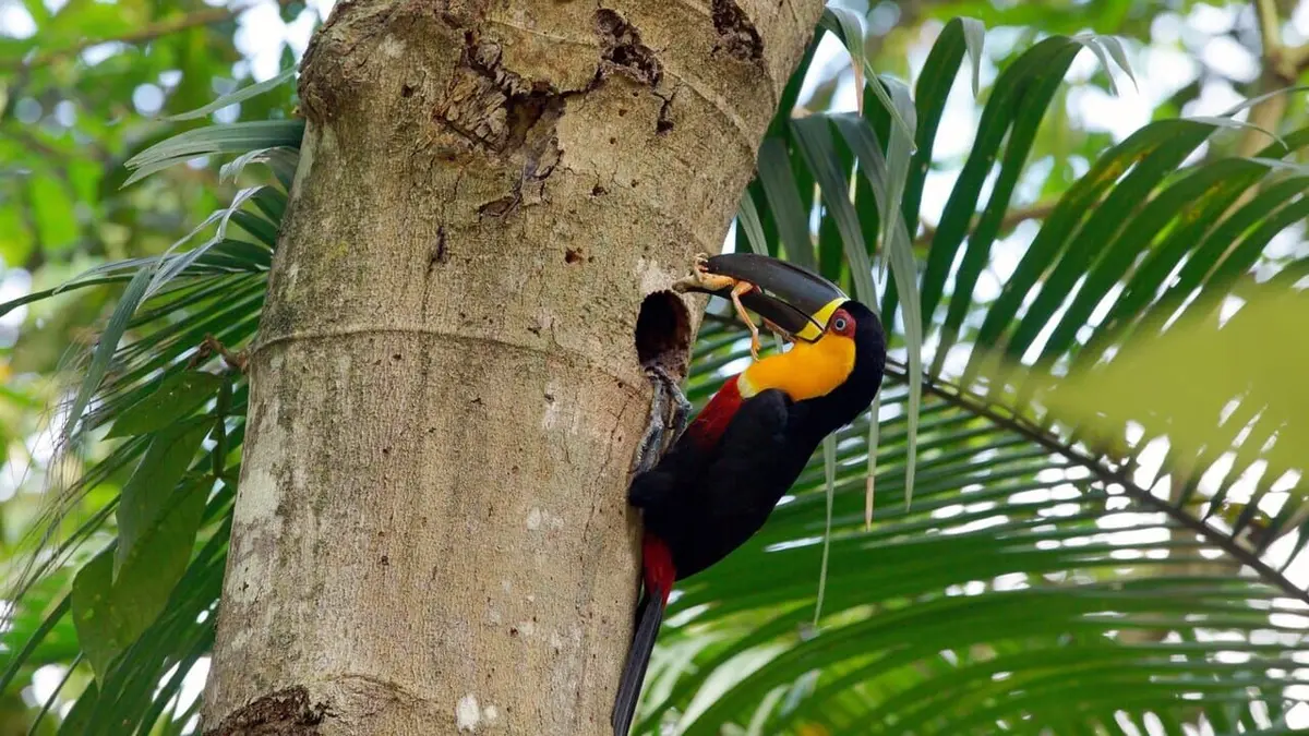 Mystérieuse planète Brésil, la forêt oubliée