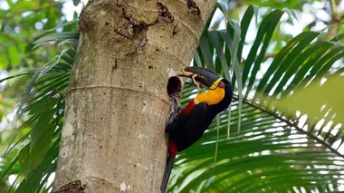 Brésil, la forêt oubliée