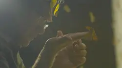 Mystérieux insectes, sur la piste des origines