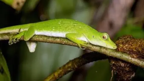 Mystérieux lézards