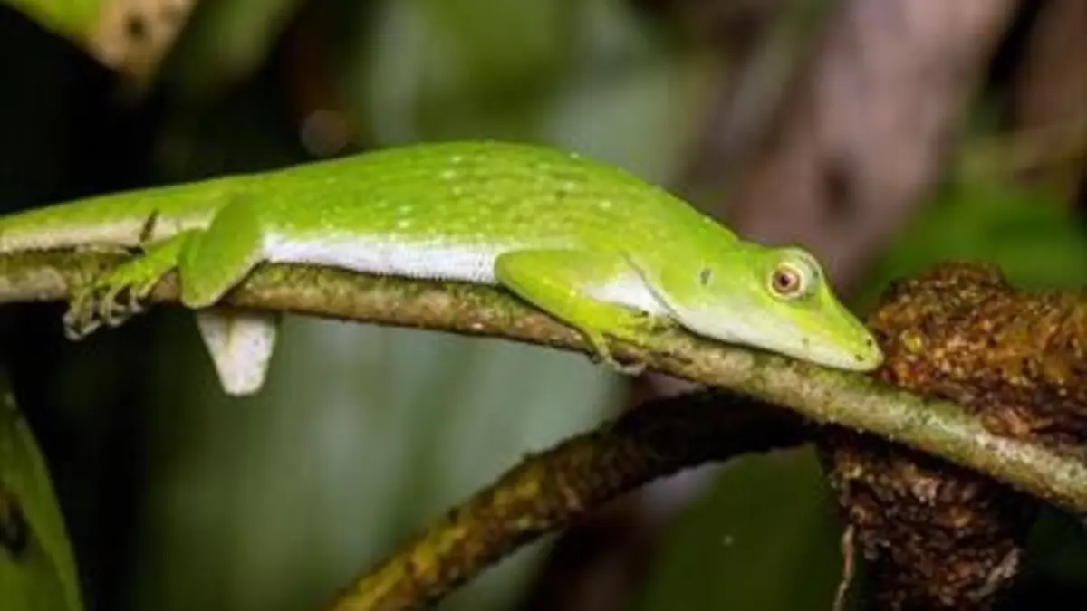 Mystérieux lézards : Une évolution inattendue Une évolution inattendue