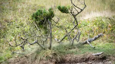 La colonie perdue de roanoke
