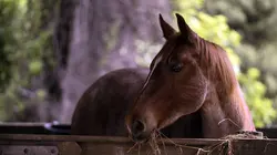 Mystic S01E11 Urgence au club équestre