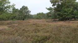 Mythe de la race aryenne : la croisade d'Himmler