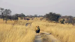 Mythologies animales