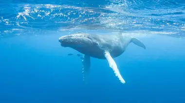 Naissance d'un océan