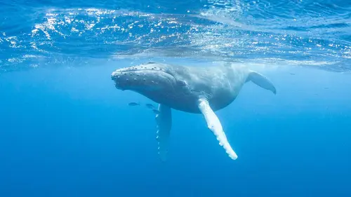 Naissance d'un océan