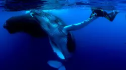 Naissance d'un océan