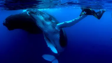 Naissance d'un océan