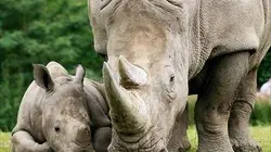 Visuel de Naissances au zoo : au secours des espèces en danger